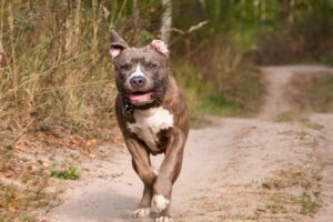 Dono de pitbulls é condenado por ataque de cães a triatleta, em Leme