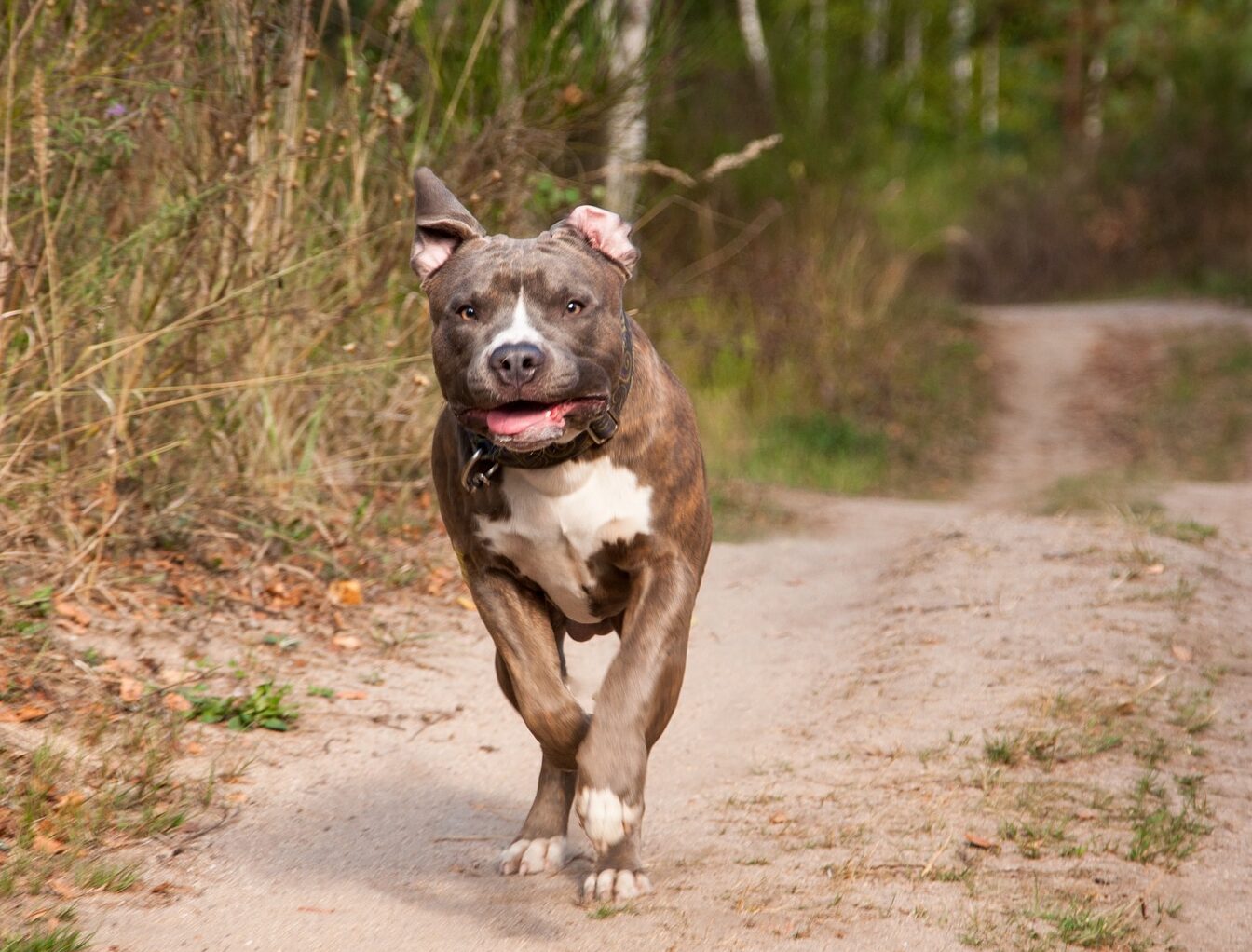 Dono de pitbulls é condenado por ataque de cães a triatleta, em Leme
