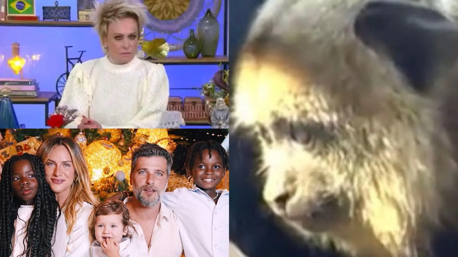 Ao chamar um vídeo sobre o caso, repercutindo a entrevista dada pelo casal ao Fantástico deste domingo (31), a apresentadora Ana Maria Braga se mostrou surpresa com o vídeo, que trataria de outra reportagem, sobre um macaco bugio-preto criado em cativeiro na cidade de Barreiras, na Bahia