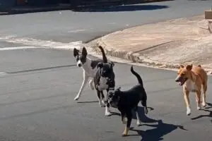 Matilha de cães causa pânico em moradores da Vila Independência, em Limeira