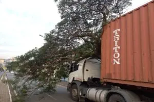 derruba galho e interdita avenida