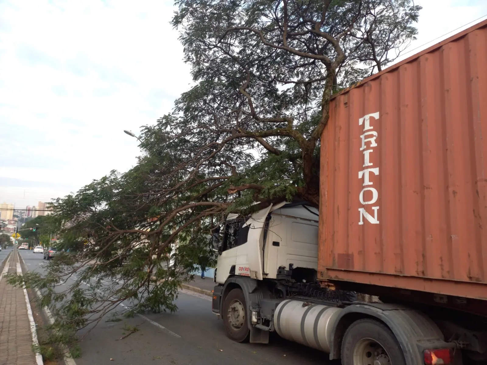 derruba galho e interdita avenida