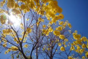 BRK destaca o início da primavera, com previsão do aumento da temperatura e chuvas abaixo da média