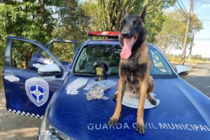 Cão da GCM localiza 154 pinos de cocaína no João Ometto
