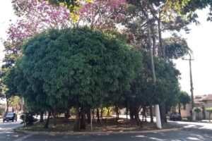 Cordeirópolis realiza “censo” de árvores