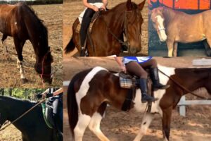 Cavalos são roubados de Centro de Equitação em Limeira