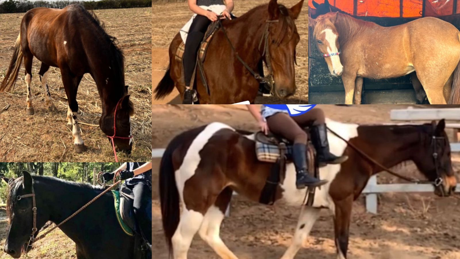 Cavalos são roubados de Centro de Equitação em Limeira