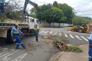 Chuva forte desta quinta-feira (27) causa queda de quatro árvores, segundo Defesa Civil