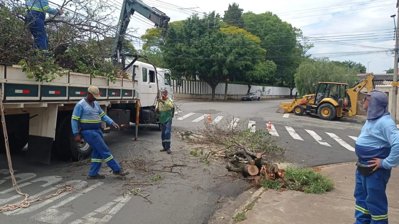 Chuva forte desta quinta-feira (27) causa queda de quatro árvores, segundo Defesa Civil