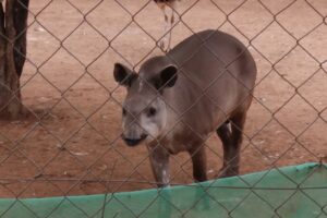 Vereadores querem fechamento do Zoológico de Limeira