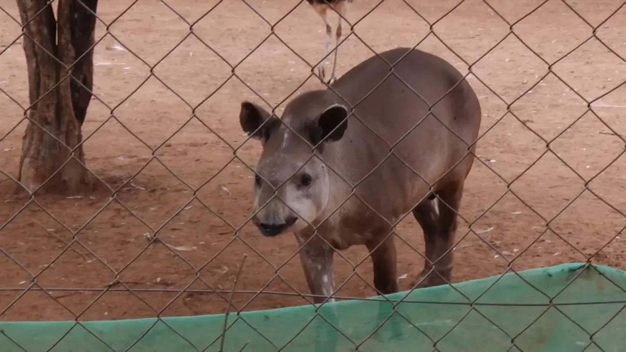 Vereadores querem fechamento do Zoológico de Limeira