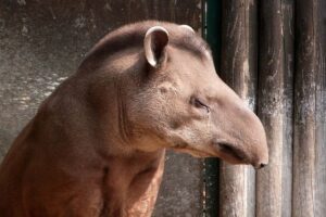 Anta de 15 anos morre no zoológico de Limeira
