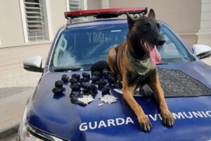 Cão da GCM localiza 600 pinos de cocaína em Limeira