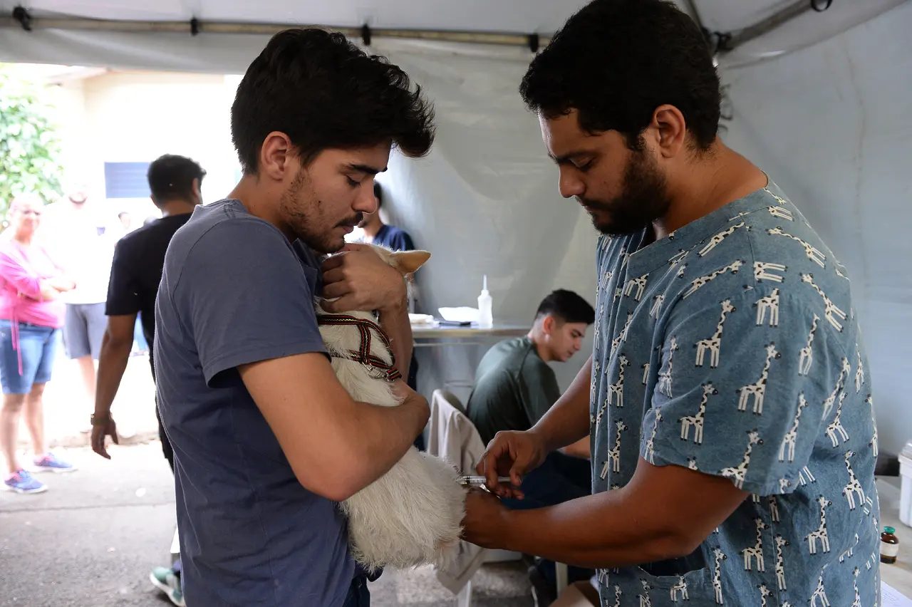 Castra + Limeira Prefeitura castra aproximadamente 600 animais em primeiro fim de semana do programa