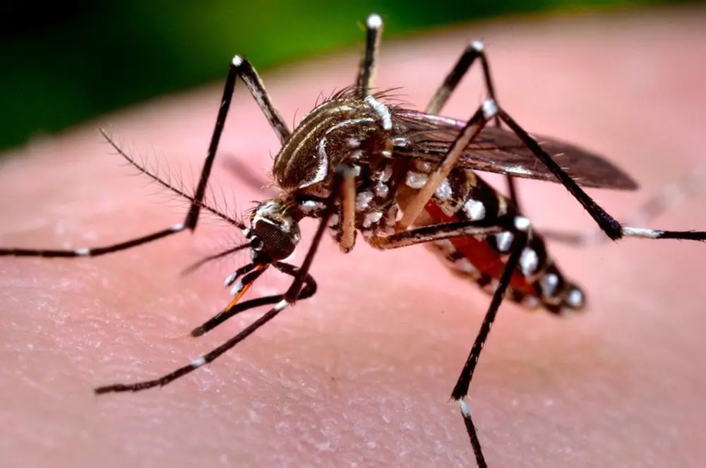 Com 980 mortes por dengue, Brasil se aproxima de recorde em um ano