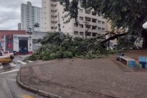Galho de árvore cai e interdita rua do Centro