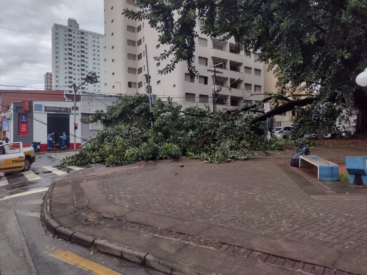 Galho de árvore cai e interdita rua do Centro