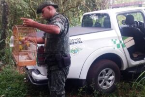 Polícia Ambiental flagra quatro aves em cativeiro no Jardim Aeroporto, em Limeira