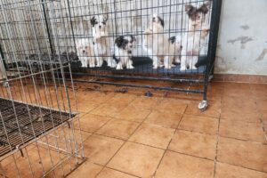 Setor de Direito Animal, da GCM, cumpre mandado e apreende mais de 50 cães no Bairro Alto