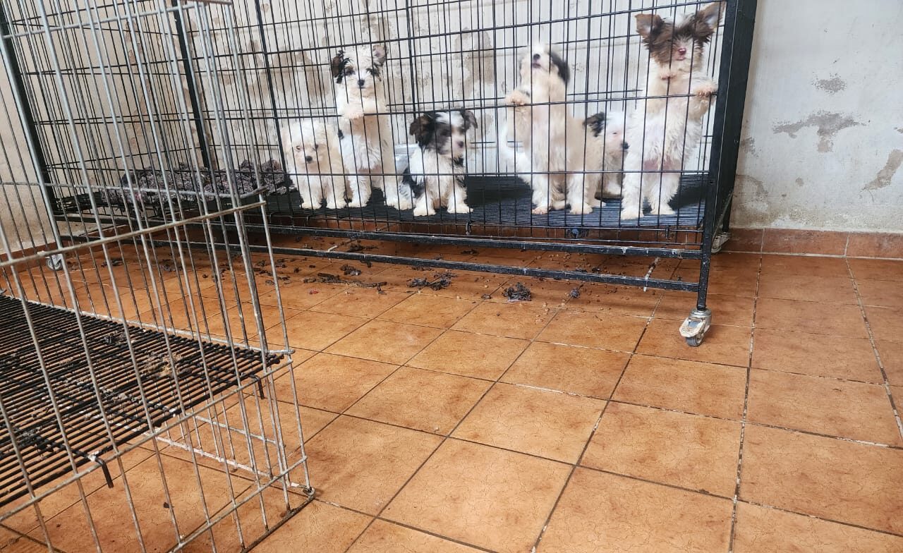 Setor de Direito Animal, da GCM, cumpre mandado e apreende mais de 50 cães no Bairro Alto
