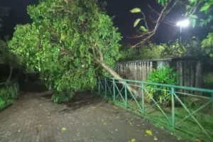 Vendaval atinge áreas do Horto e Zoo de Limeira