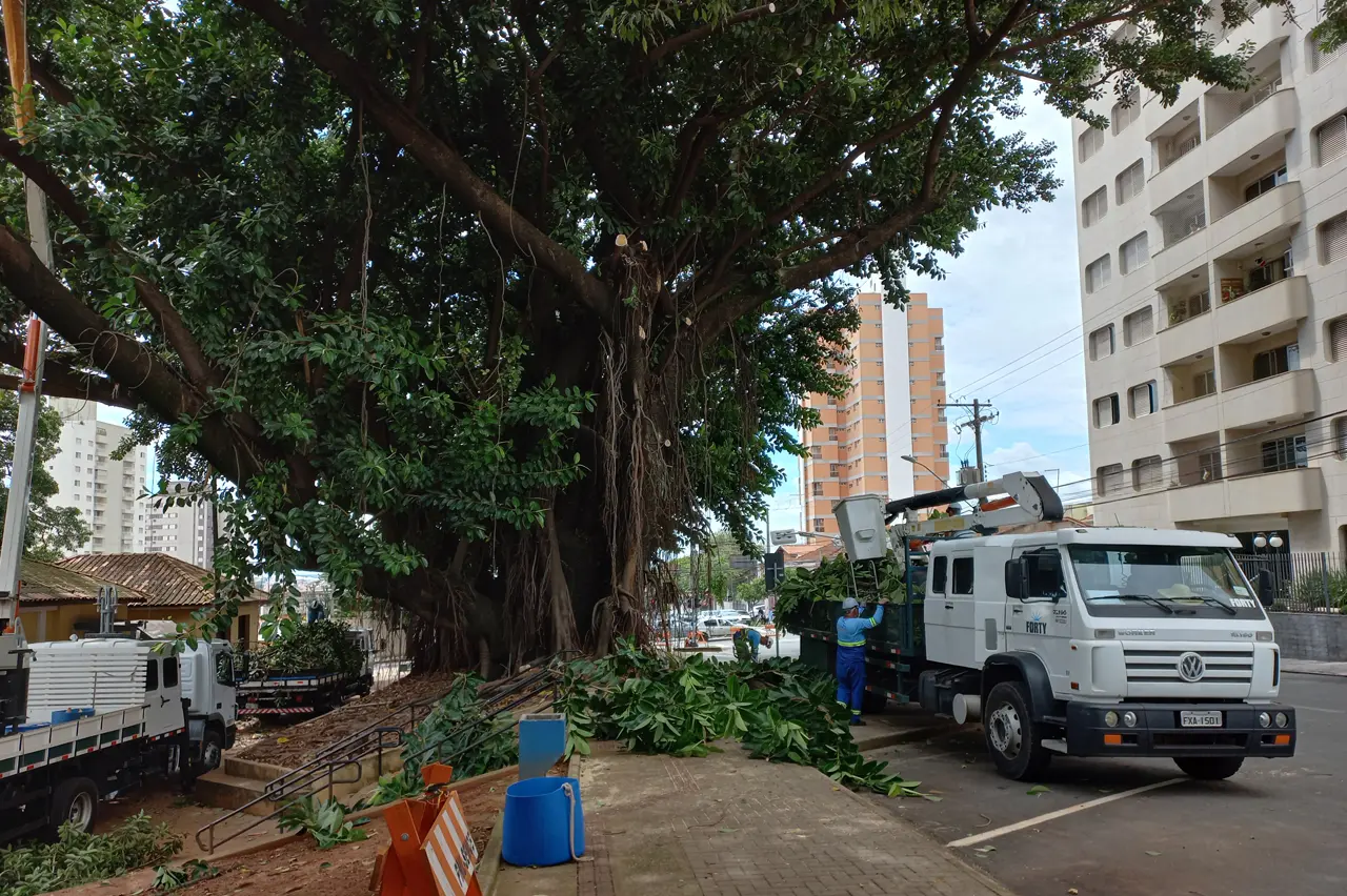 Centenária, seringueira na Praça do Museu agoniza e deverá ser removida