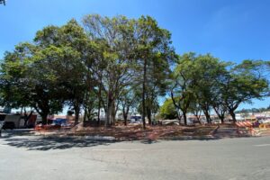 Cinco árvores serão removidas da Praça da Buzolin, em Limeira