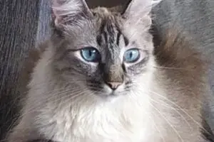 Família procura por gatinha desaparecida no Cecap, em Limeira