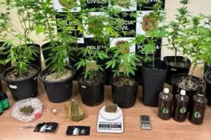 Polícia Civil localiza estufa para plantio de supermaconha e apreende 16 vasos em Piracicaba