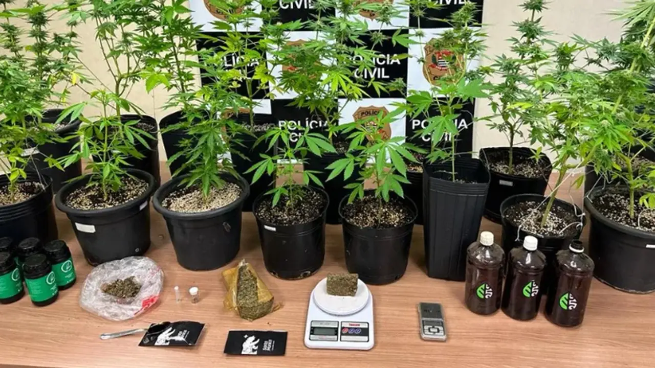 Polícia Civil localiza estufa para plantio de supermaconha e apreende 16 vasos em Piracicaba