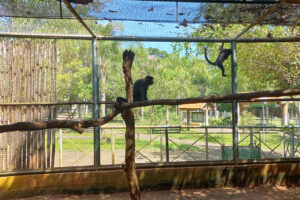 Zoo de Limeira resgata fêmea de macaco-prego após vendaval