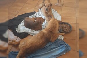 Família de cachorros precisa de ajuda na Vila Queiroz, em Limeira 