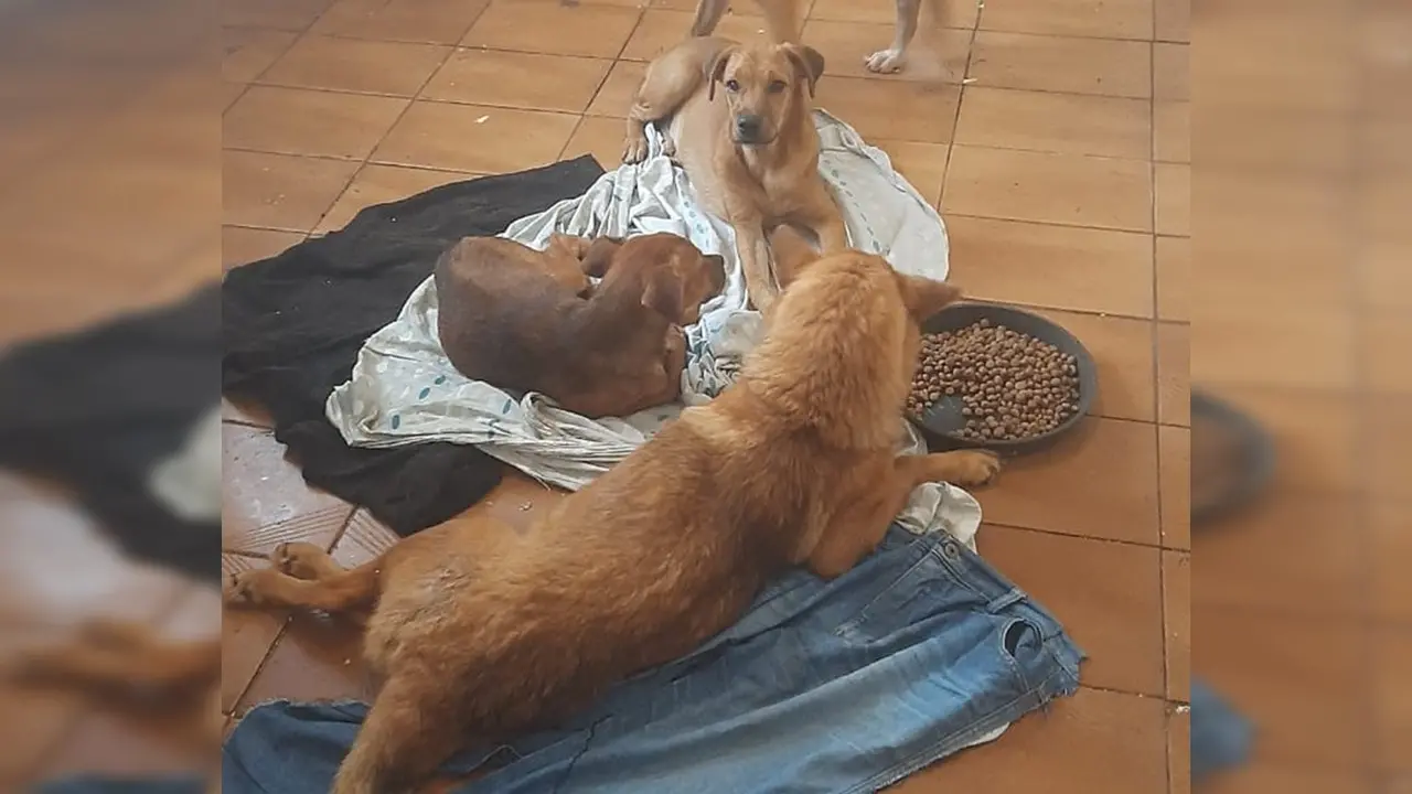 Família de cachorros precisa de ajuda na Vila Queiroz, em Limeira