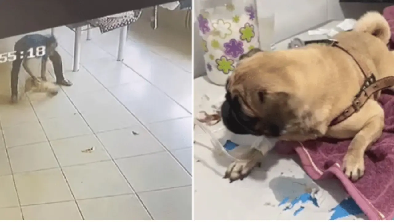Incomodado com latido, homem invade casa e espanca cadela em GO