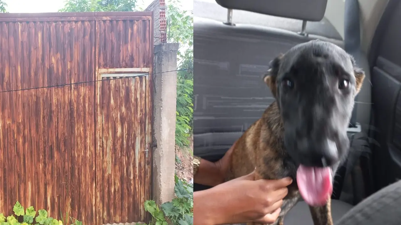 Ele foi encaminhado ao Departamento de Proteção e Bem-Estar Animal, onde receberá os devidos cuidados, além de castração, michochipagem e vacinação
