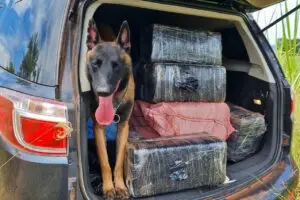 cão policial polícia bono drogas apreensão