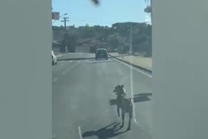 cachorro abandonado carro unicamp limeira abandono pista veículo