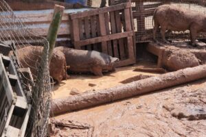 Pelotão Ambiental suspende atividade de criadouro clandestino de suínos, em Limeira