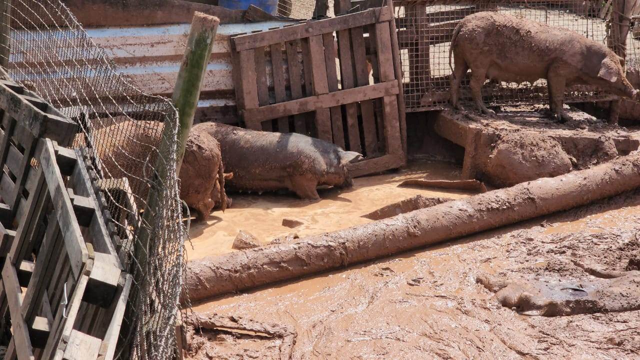 Pelotão Ambiental suspende atividade de criadouro clandestino de suínos, em Limeira