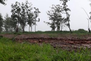 Prefeitura de Limeira irá plantar eucaliptos para construção e restauração de pontes em áreas rurais