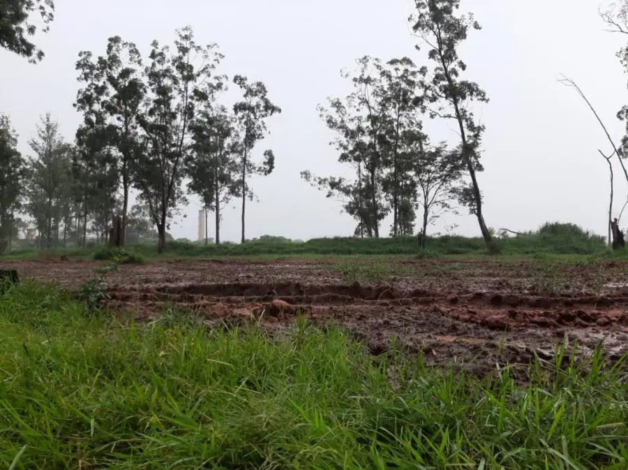 Prefeitura de Limeira irá plantar eucaliptos para construção e restauração de pontes em áreas rurais