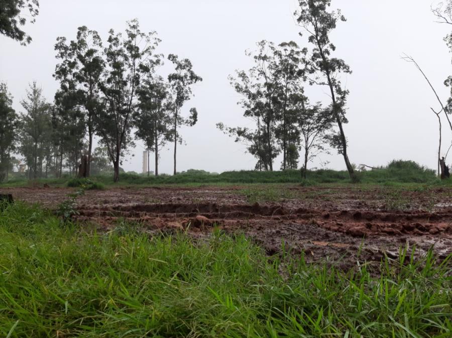 Prefeitura de Limeira irá plantar eucaliptos para manutenção de pontes em áreas rurais