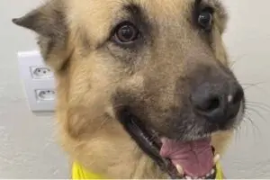 Cachorro é baleado por GCM após ameaça de ataque no São Rafael em Limeira