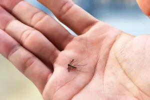 Limeira registra 7 casos de Chikungunya em 2023