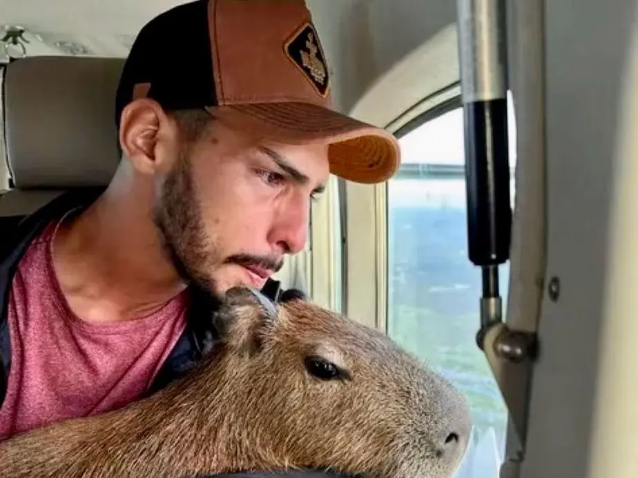 A capivara Filó foi devolvida neste domingo (30) ao influenciador e tiktoker Agenor Tupinambá, que precisou entregar a roedora ao Ibama (Instituto Brasileiro do Meio Ambiente e dos Recursos Naturais Renováveis) depois de ser notificado pelo órgão ambiental. Ele também recebeu multas no valor de R$ 17 mil.