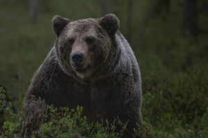 Itália captura ursa que matou alpinista e não sabe o que fazer com ela