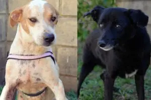 Pátio Limeira Shopping recebe exposição de fotos de animais do Lar Temporário