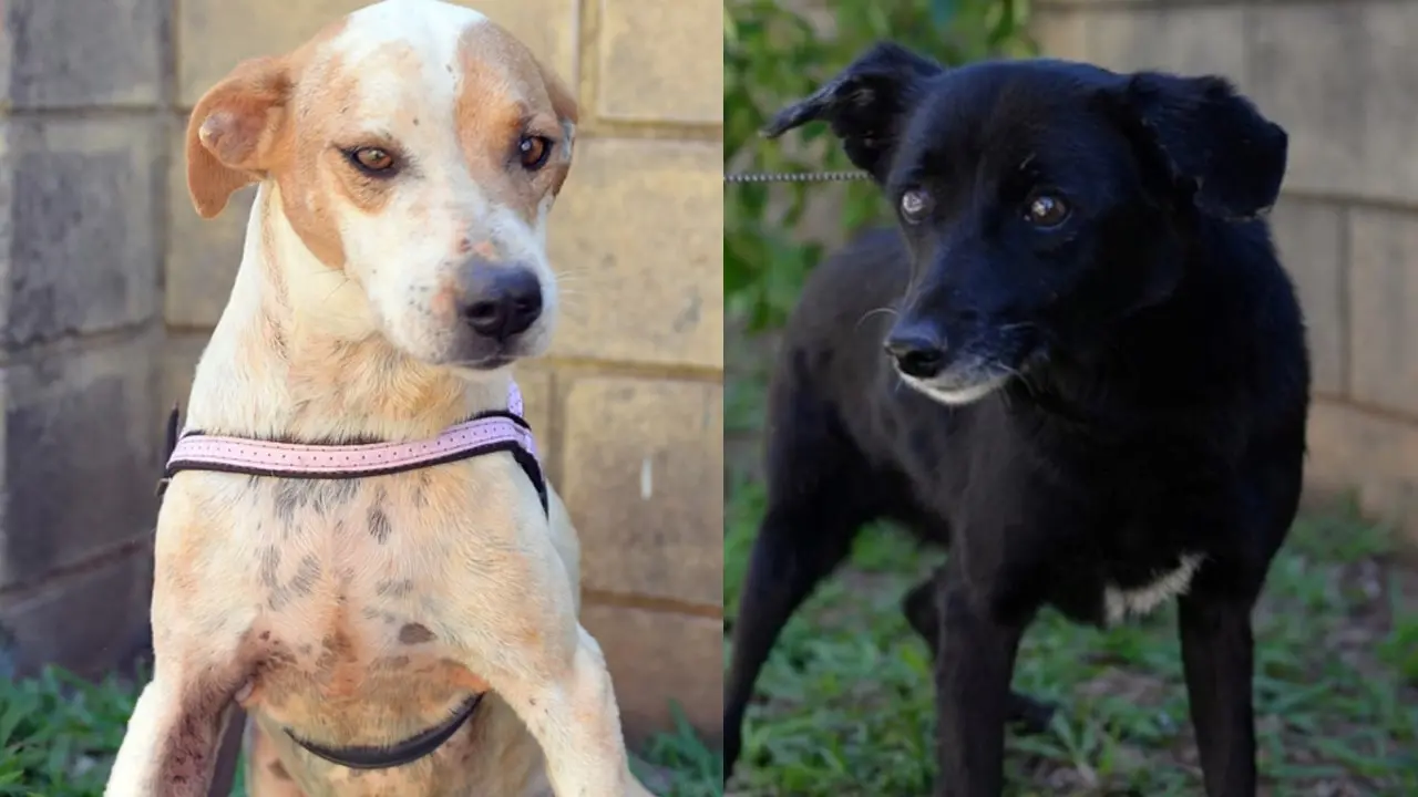 Pátio Limeira Shopping recebe exposição de fotos de animais do Lar Temporário