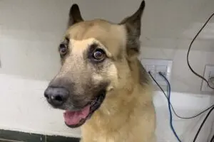 Tutores do cachorro Tony falam sobre ataque e morte do animal