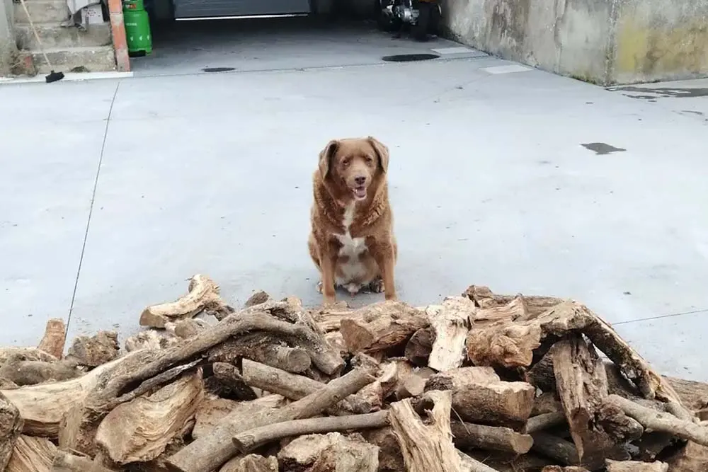 Bobi, o cão mais velho do mundo, faz 31 anos e ganha festa